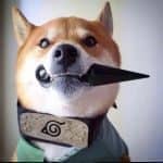 309902870的头像-六音